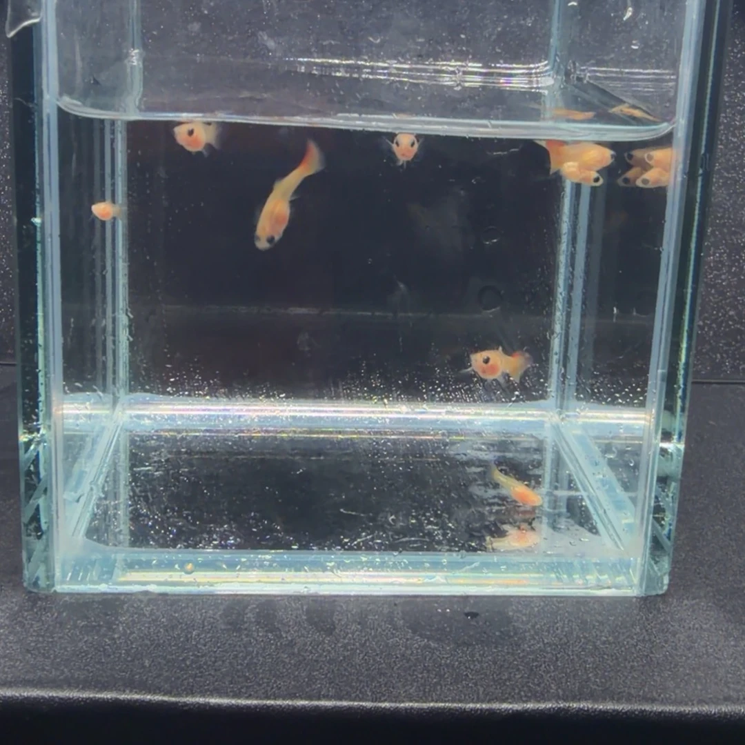 孔雀鱼皇家落日短体苗子8条