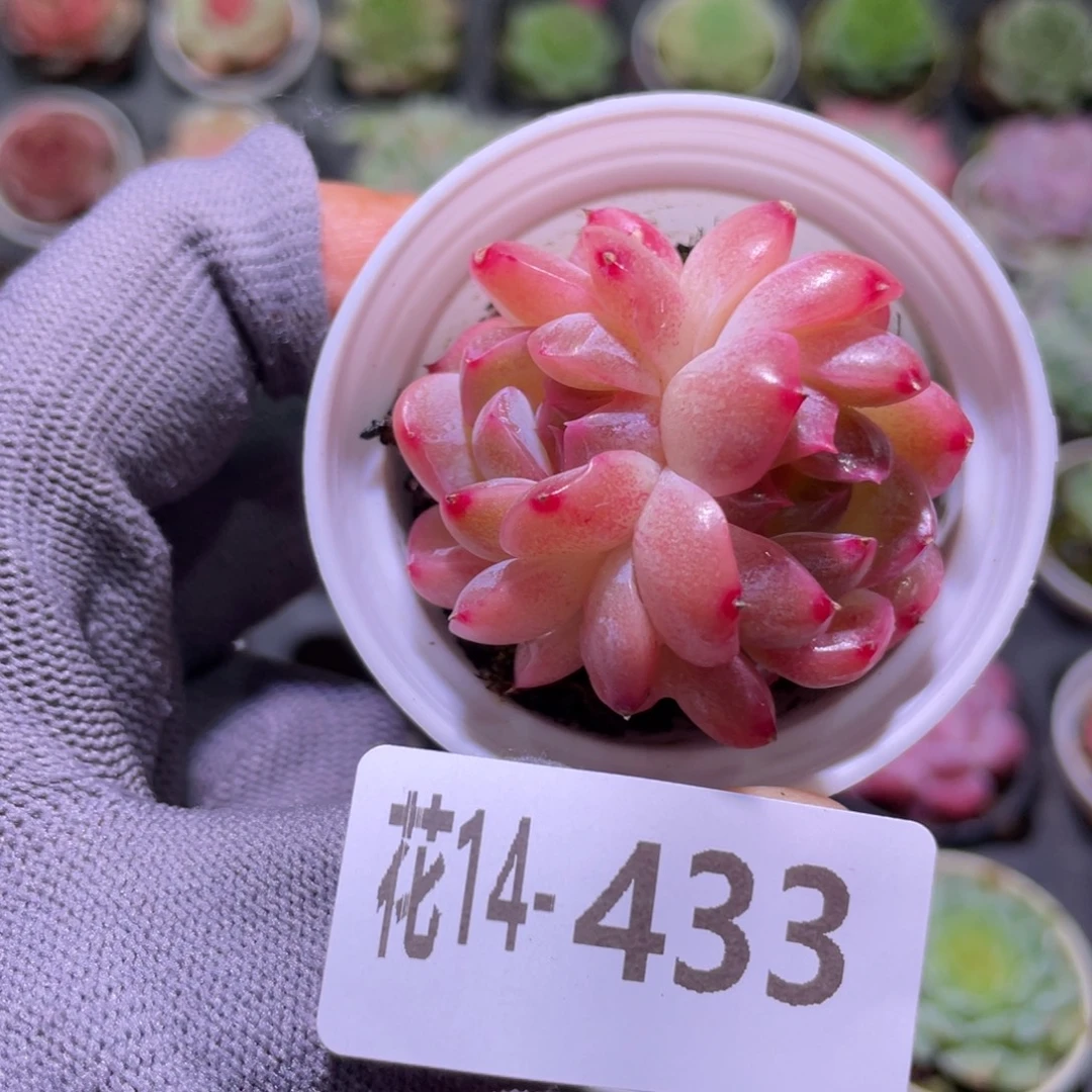 花利美14-433糖心新品