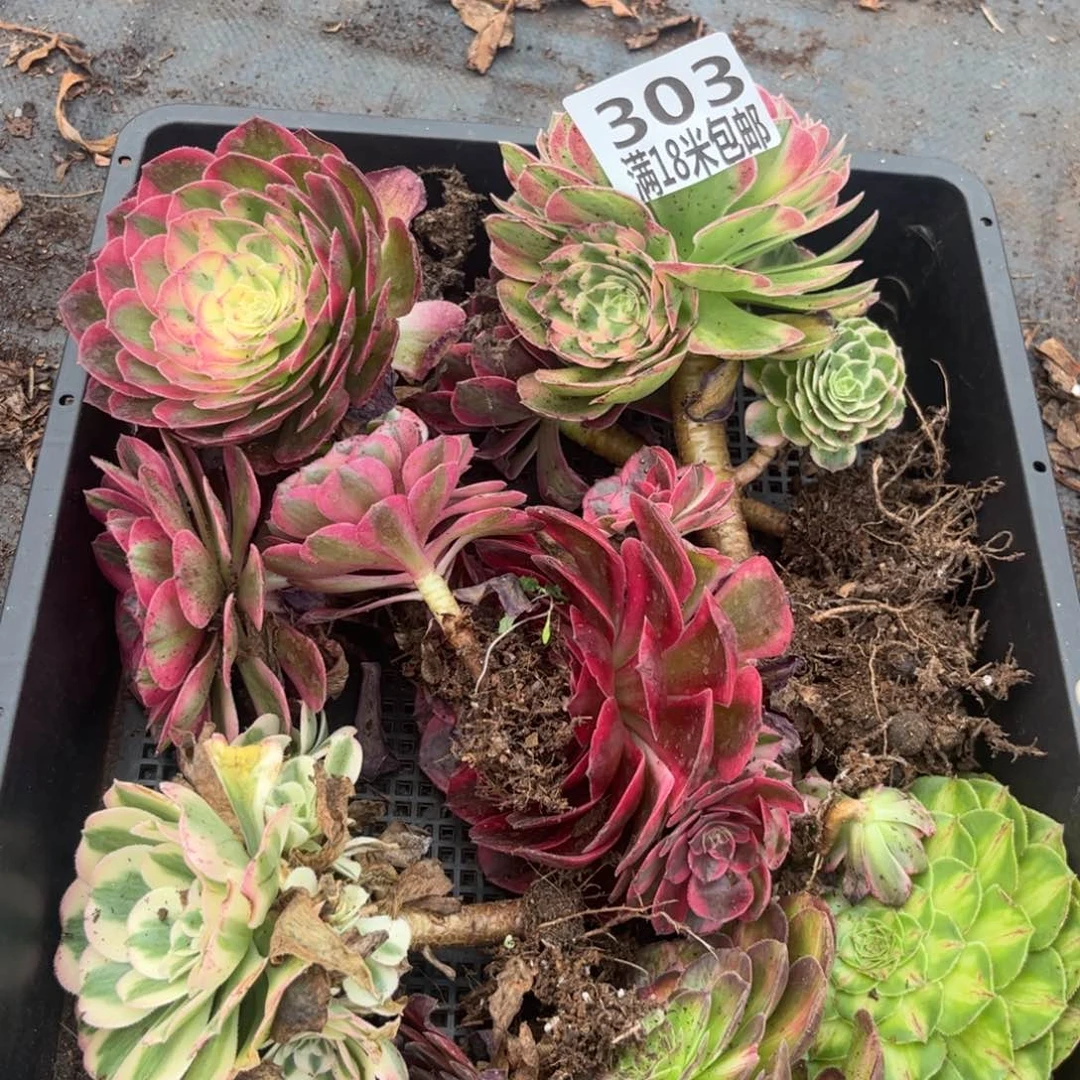 303云南多肉法师组合不售后