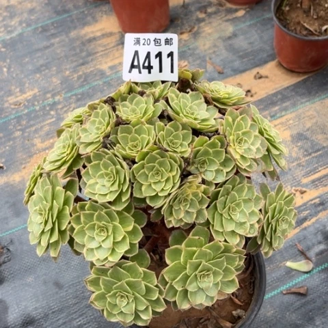 411粉花妖不包断枝