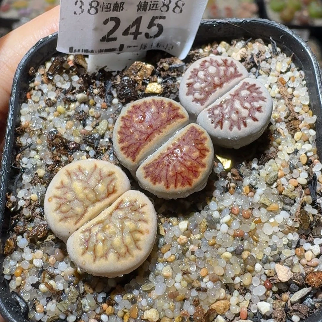 Sss精品清货款245