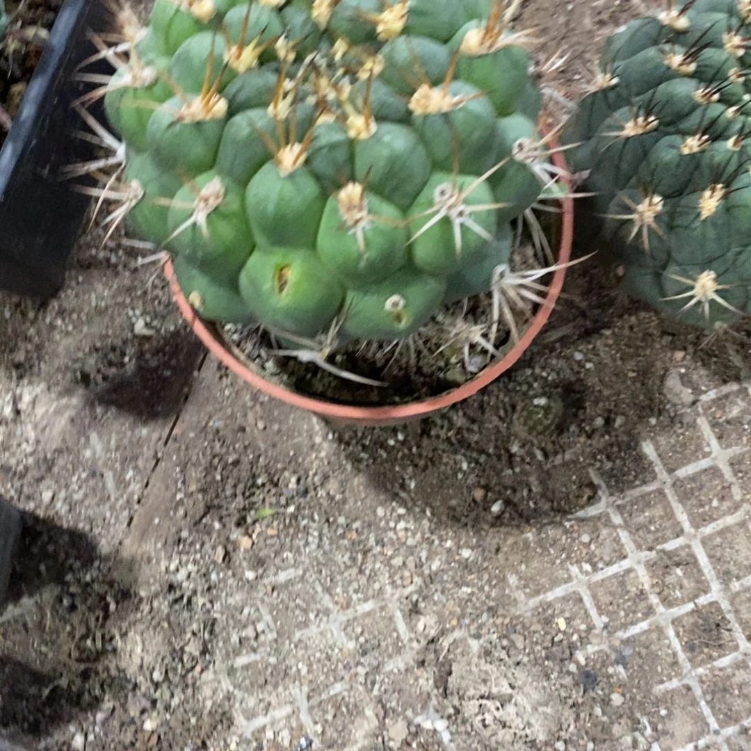 也***北59号瑕疵两颗大天紫玉