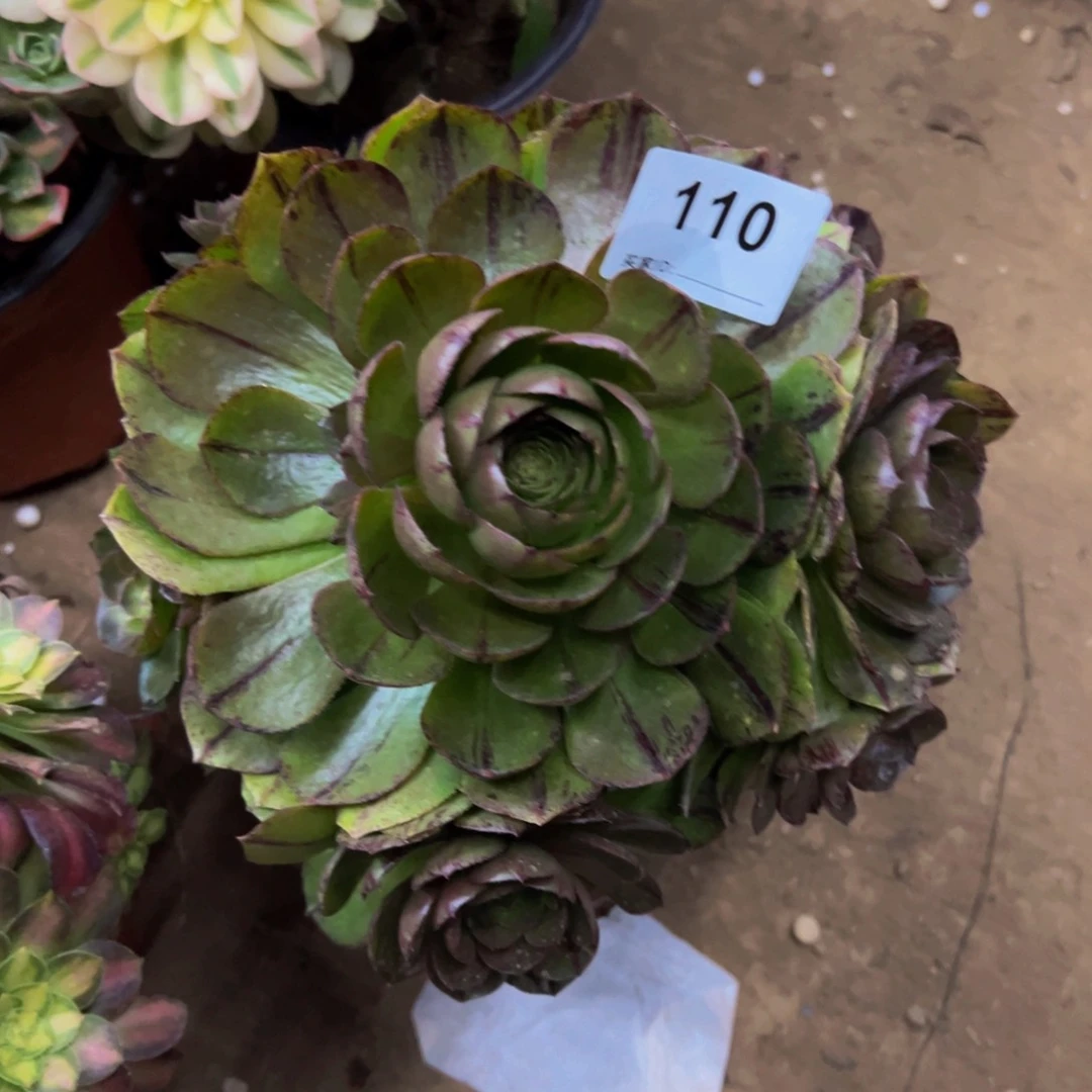 110万拉丝多肉植物