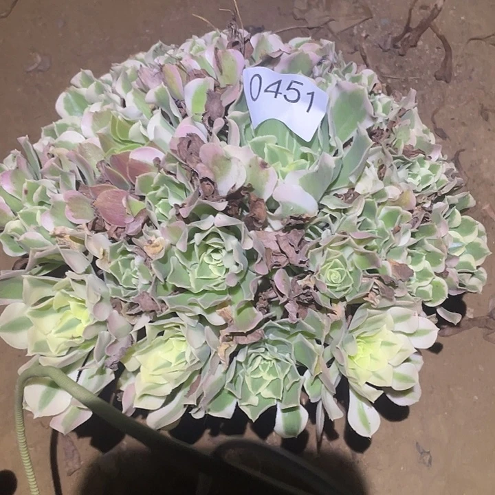 多肉植物不包断枝451白凤