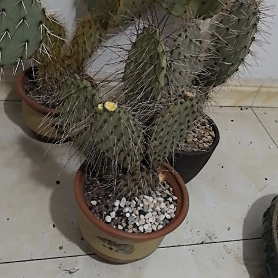 仙人掌侧芽仙人掌侧芽