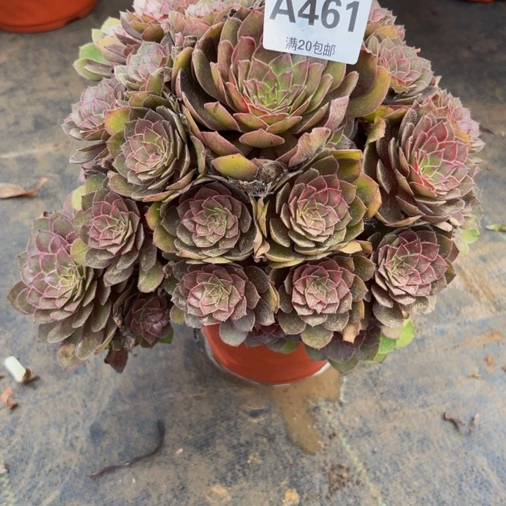 瑞妈多肉园艺461桃花石