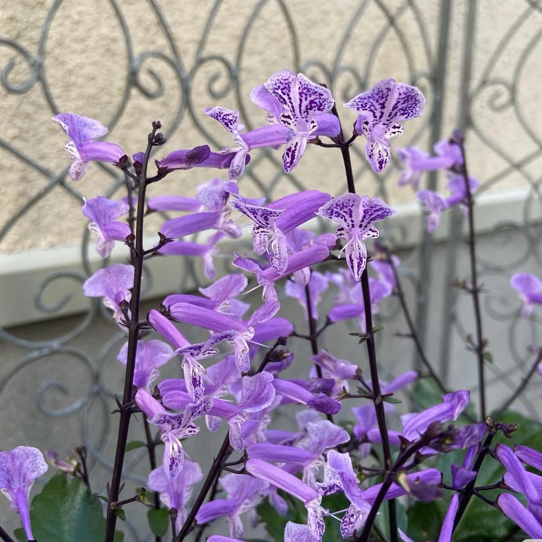 莫奈薰衣草多年生植物花期长庭院阳台都可养