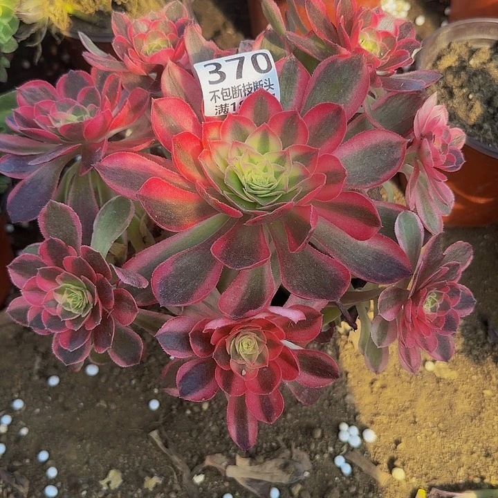 370玉芙蓉多肉植物