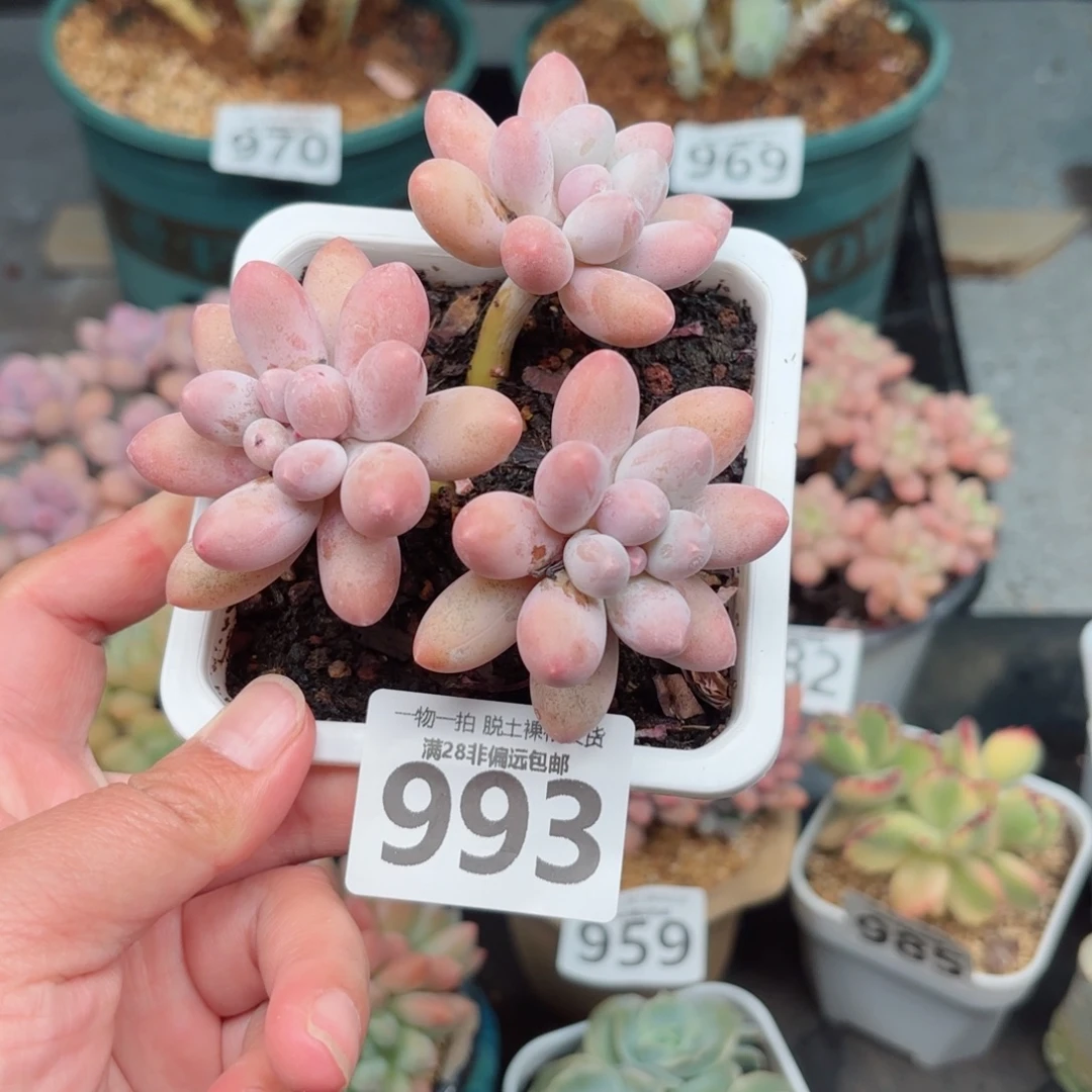 汤圆老桩无盆土发货
