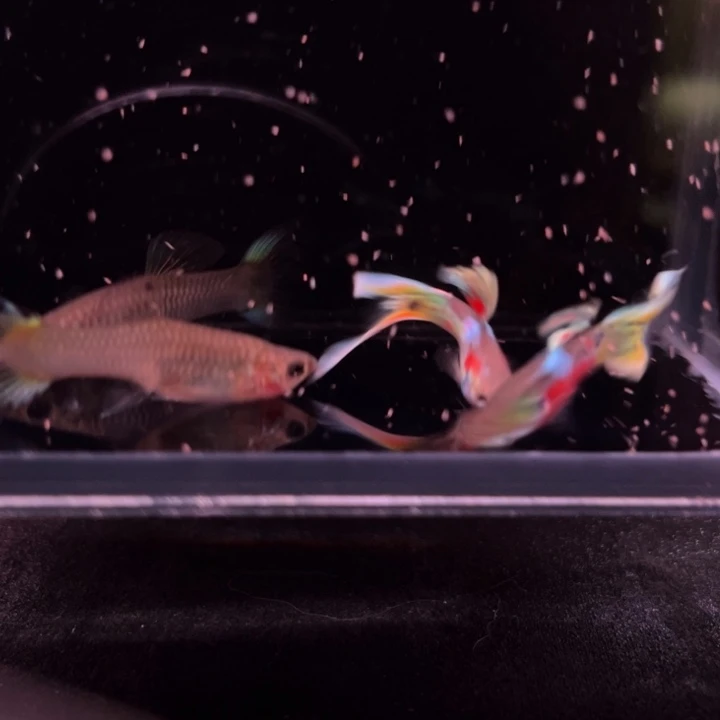 孔雀鱼霓虹双剑2对