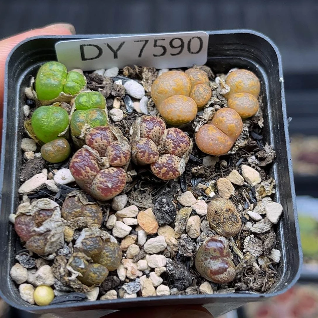 一件包邮一物一拍勋章7590