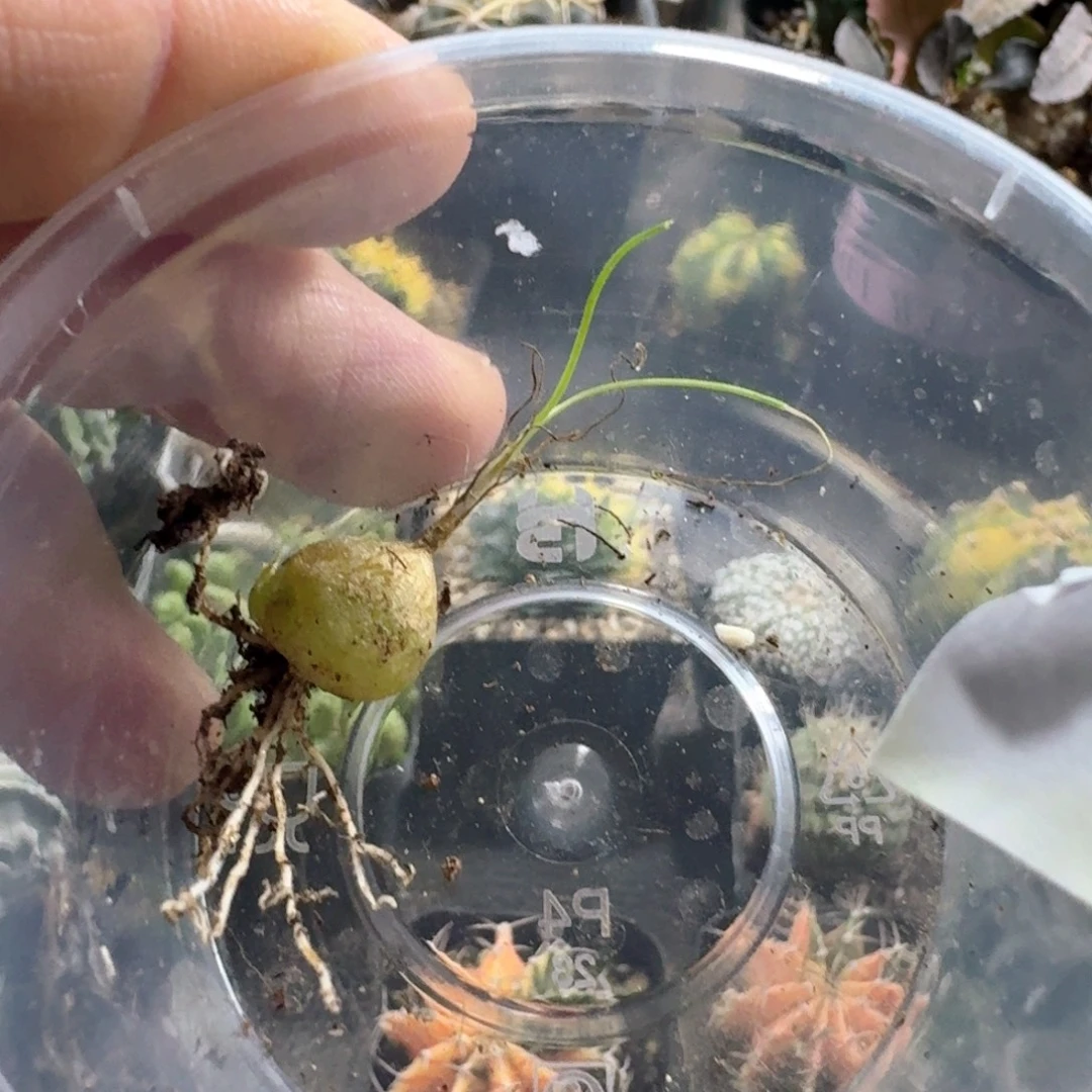 844泰迪海葱脱土发货