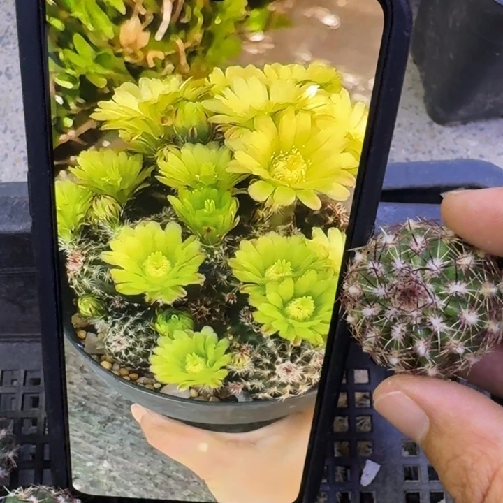 356青花虾歪3公分左右无根侧牙，20包邮