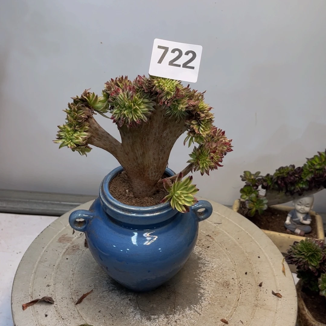 多肉植物仙墨缀有修722