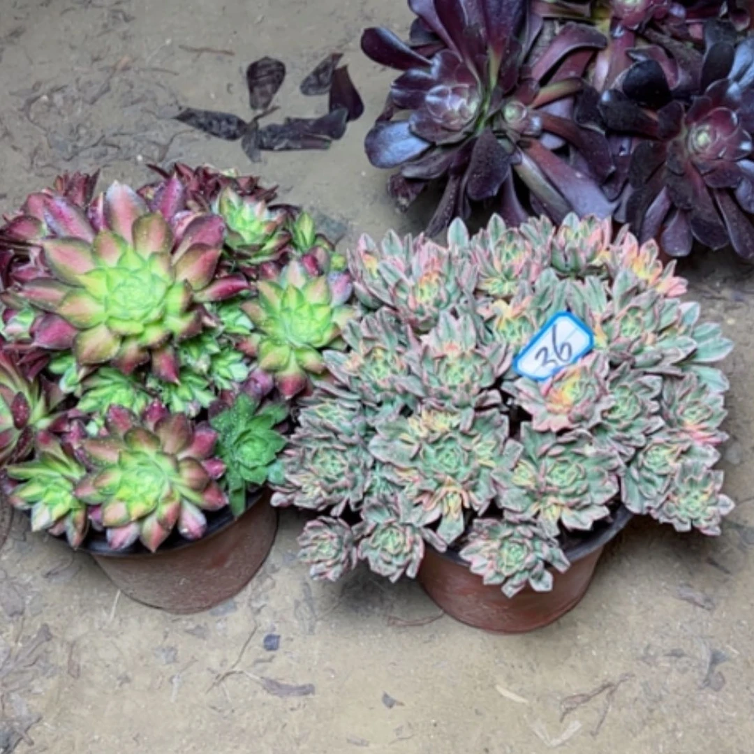 【闪购商品】多肉植物两个36