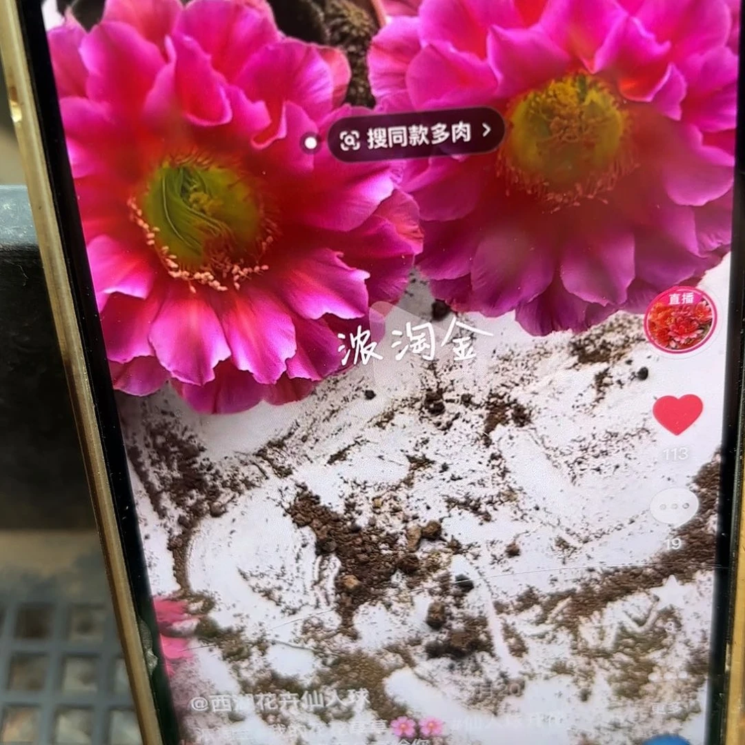 浓桃金侧牙20包邮仙人球33