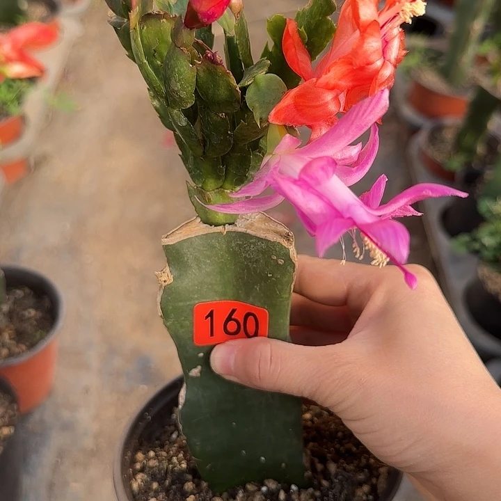 知***了160嫁接蟹爪兰：红粉双色（随单）