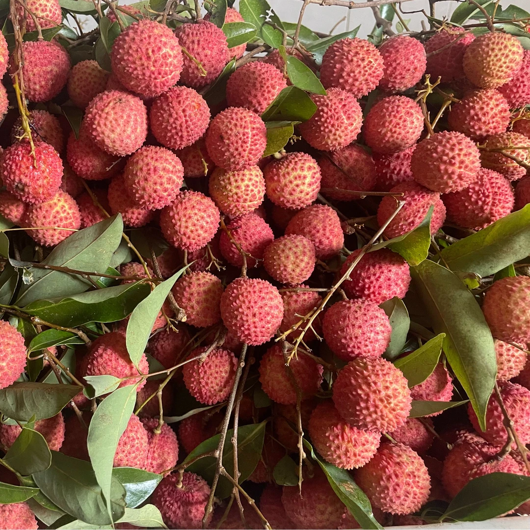 《京东特快送到家》茂名高州头茬桂味荔枝新鲜不带枝不泡水不催熟