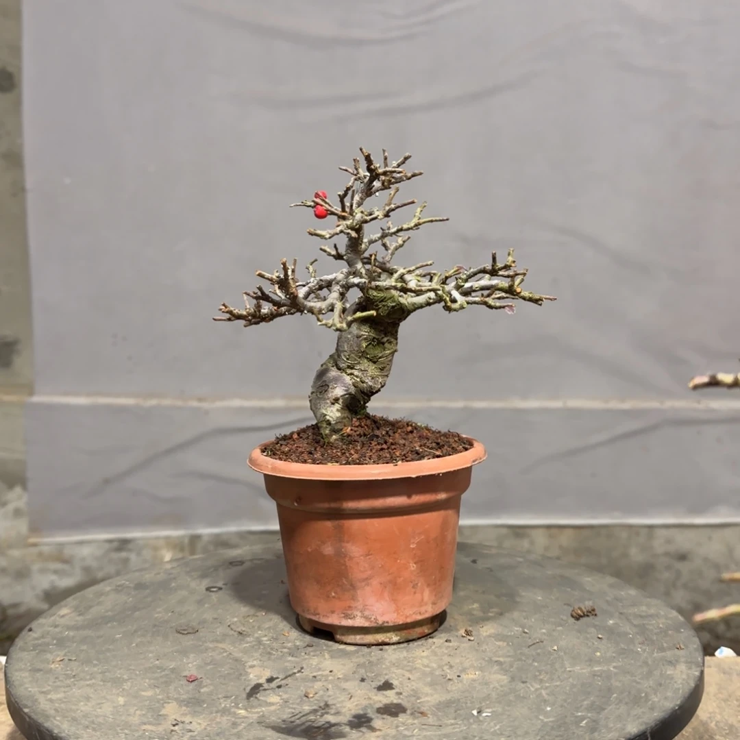 哈***哥红花平枝栒子红花