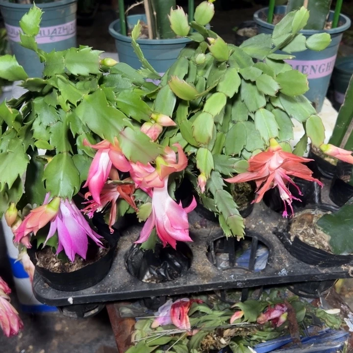 静***初蟹爪兰嫁接苗保温用