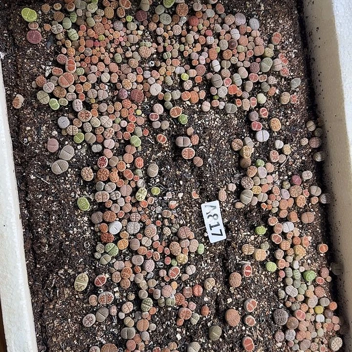 生石花整筐脱土发货