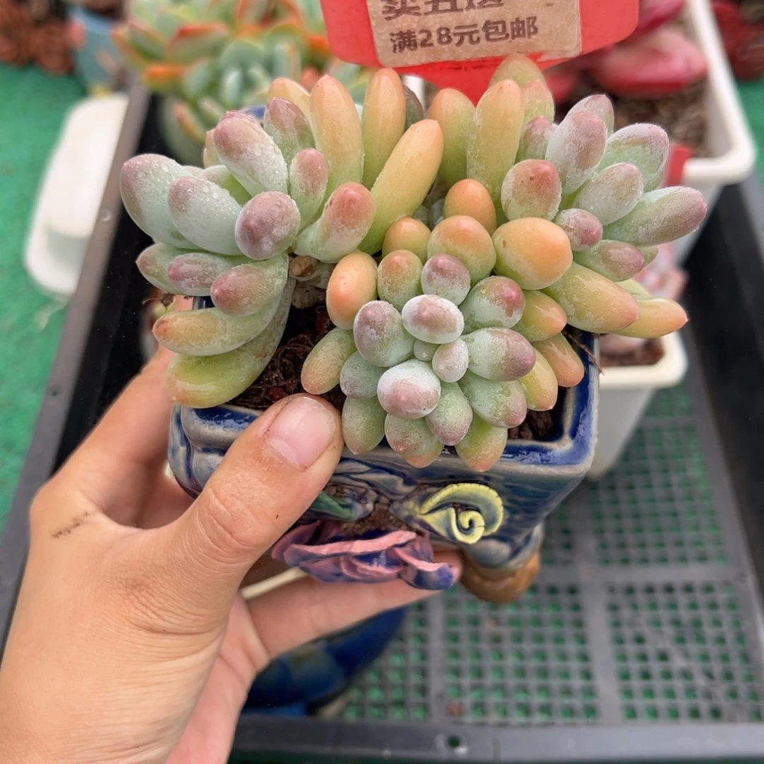 表妹精品多肉植物6313.