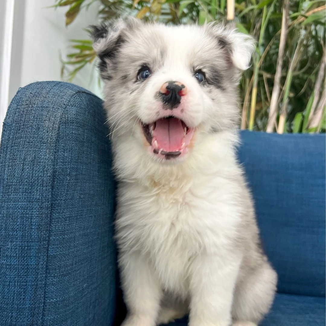 油条-蓝陨石边牧小狗边境牧羊犬弟弟