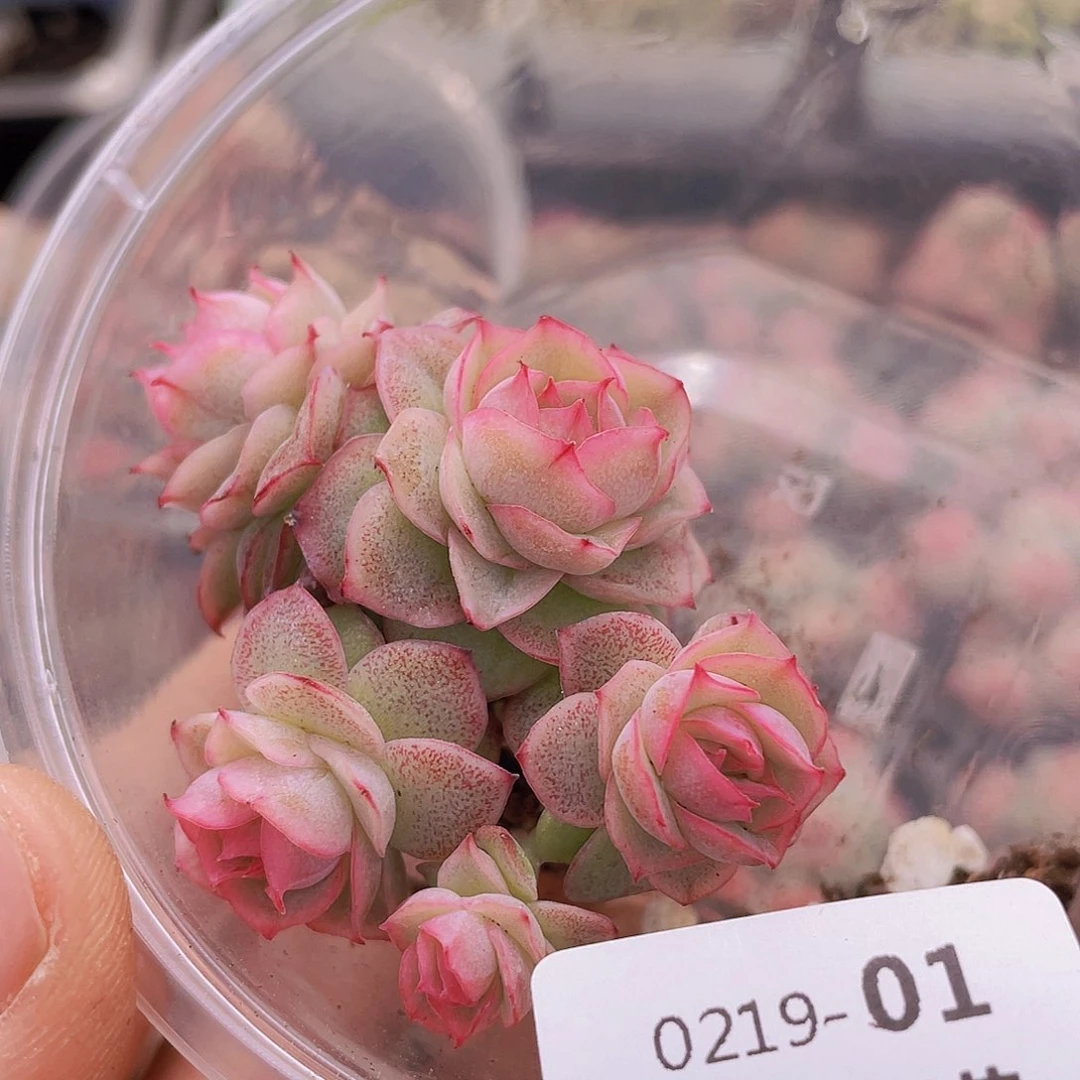 00000000000001量拍