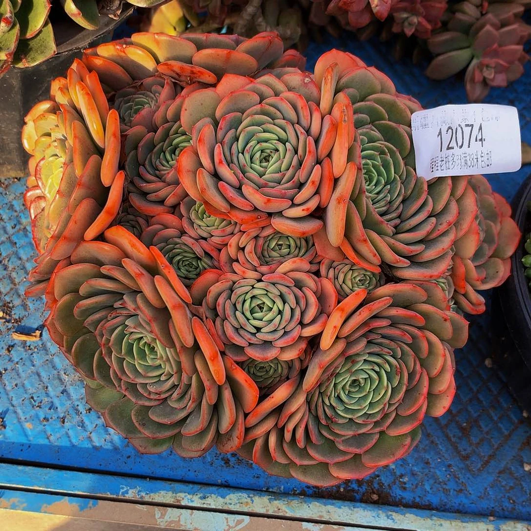 秋***风惊喜宝贝12074多肉多肉