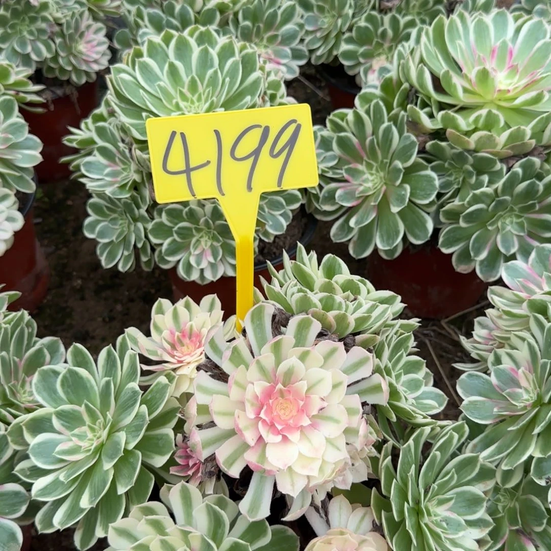 4199---孔雀翎多头