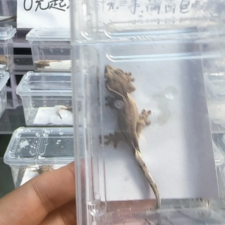 沐***妍睫角守宫睫角守宫幼体