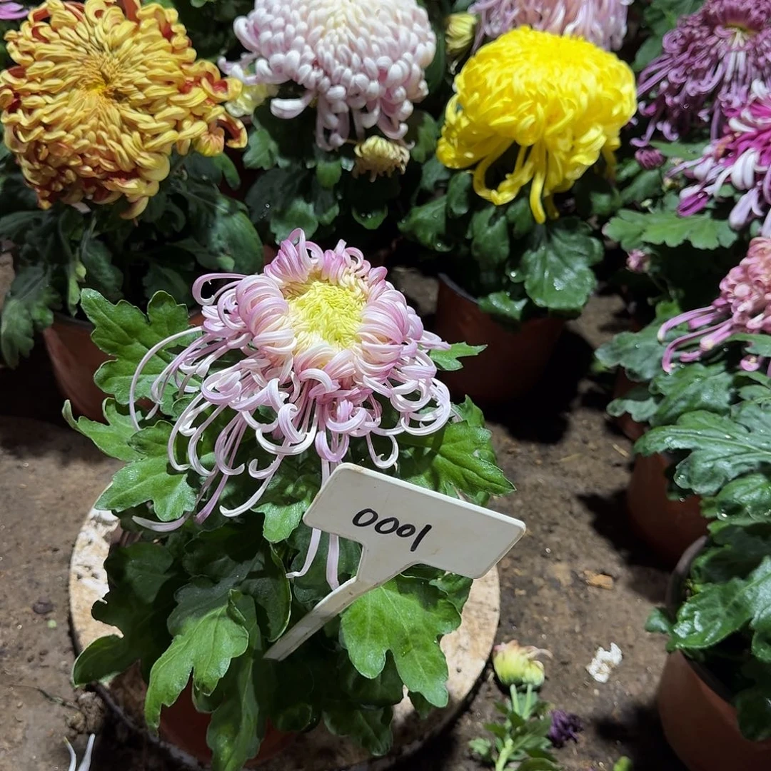 大部分花苞少量开放1