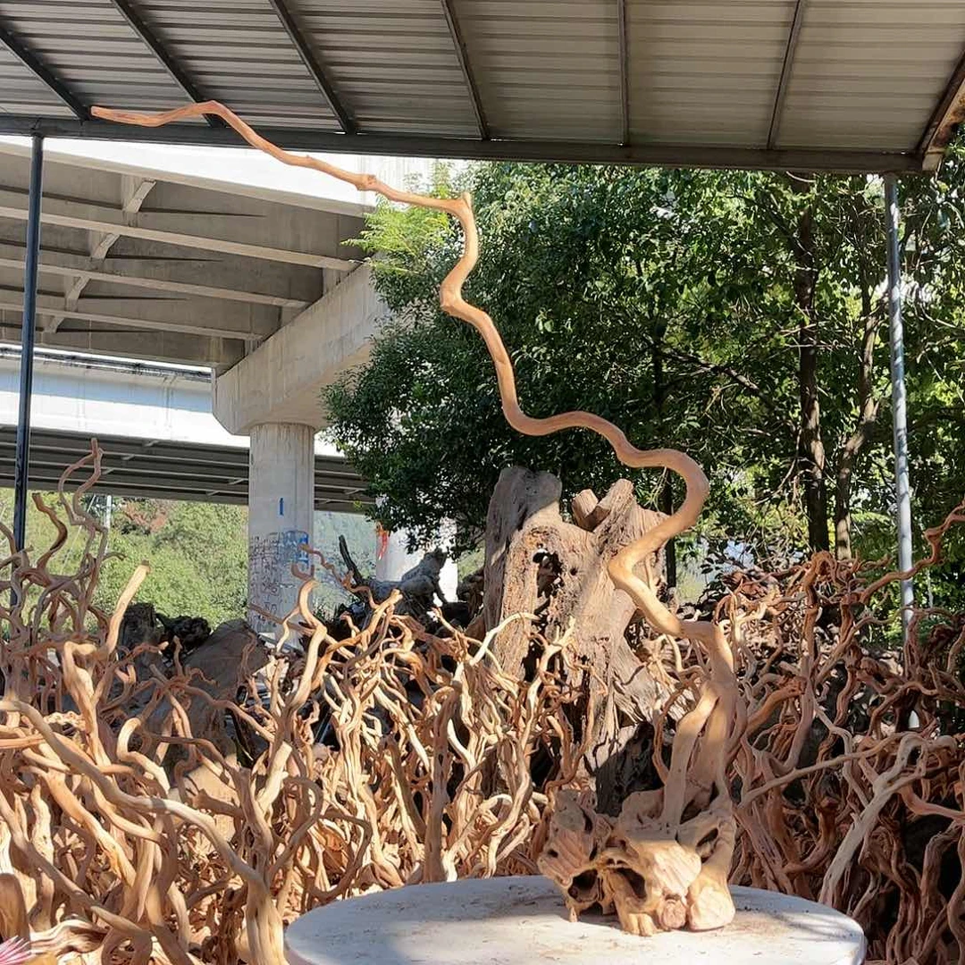 ₅***⁴香榧木我是一只小小鸟地域