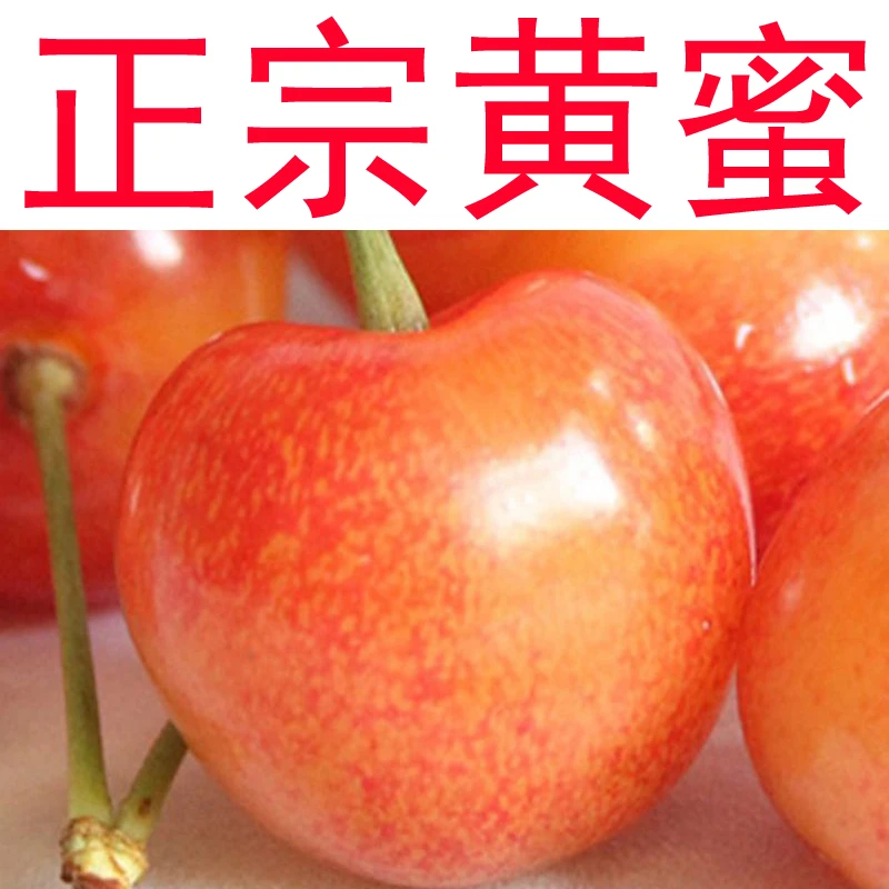 山东正宗黄蜜大樱桃车厘子