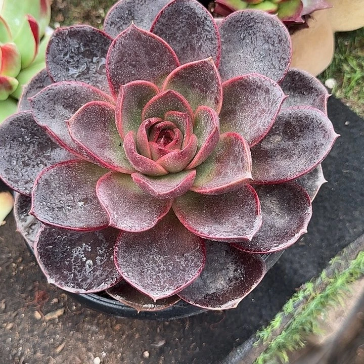 宇***象巧克力玫瑰惊鸿一物一拍包装收缩花旱