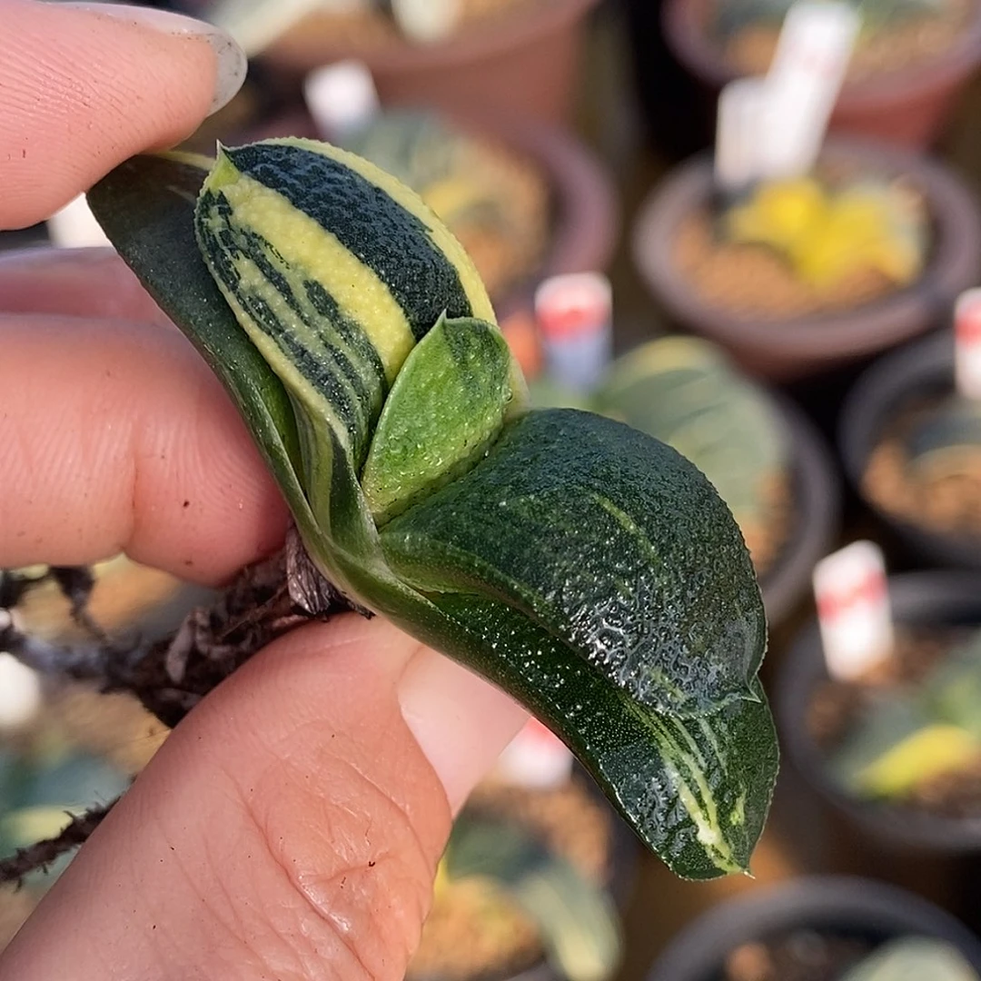 158卧牛实生锦带盆发货