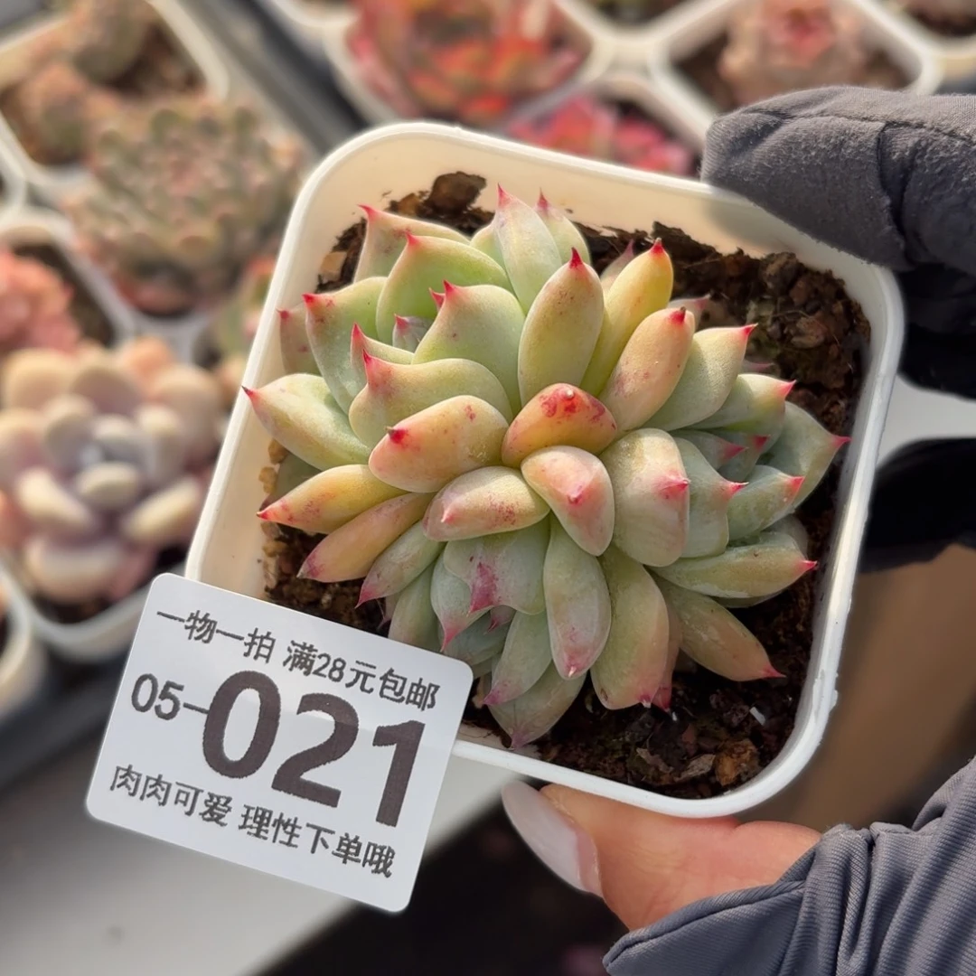 白拉糖无盆土发发货