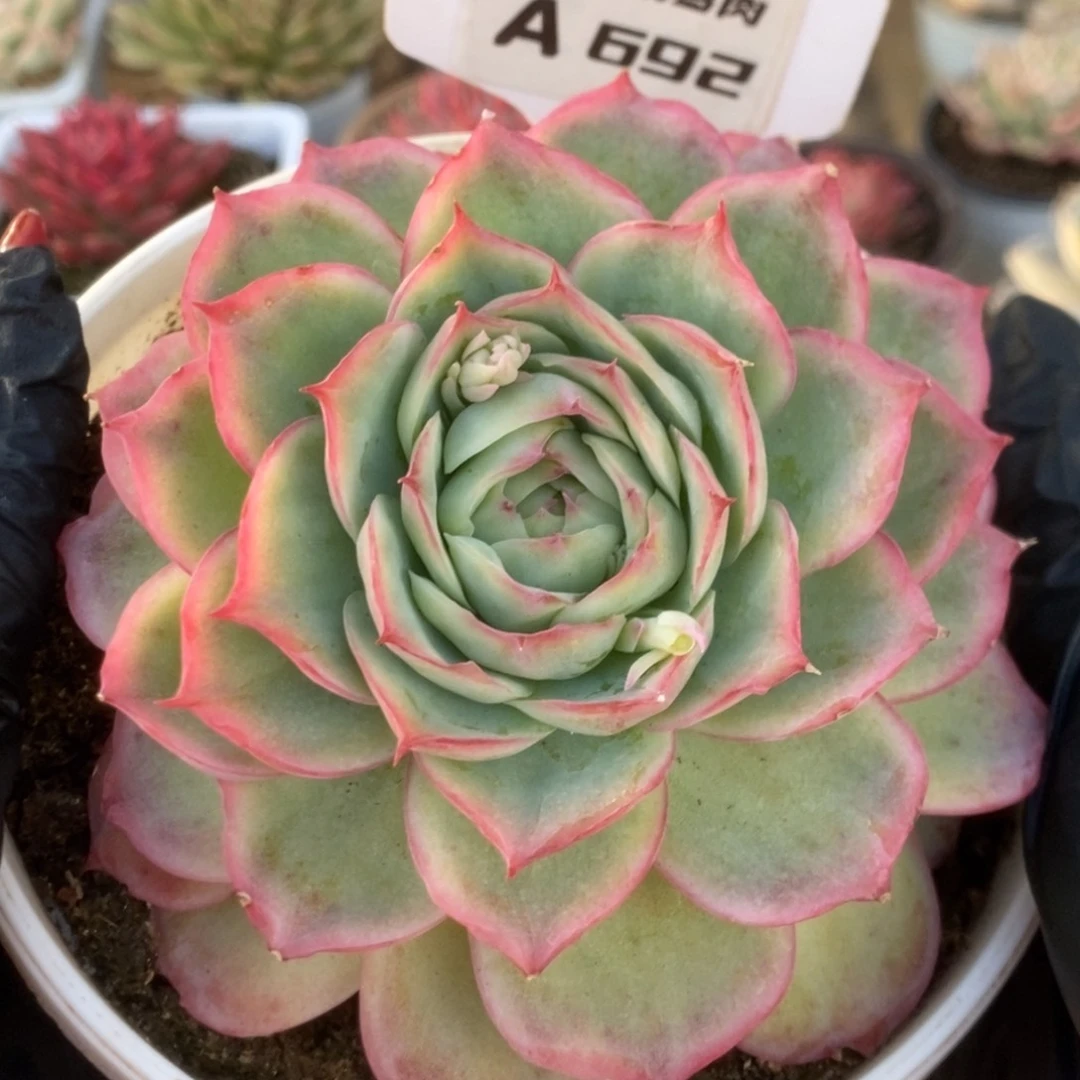 692侧影玫瑰锦锦锦锦锦