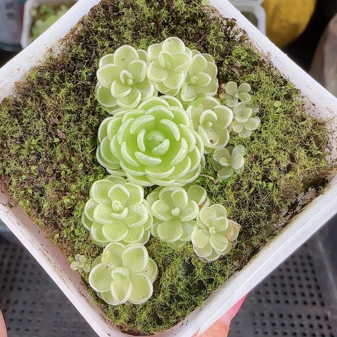 0822---46爱丽丝，