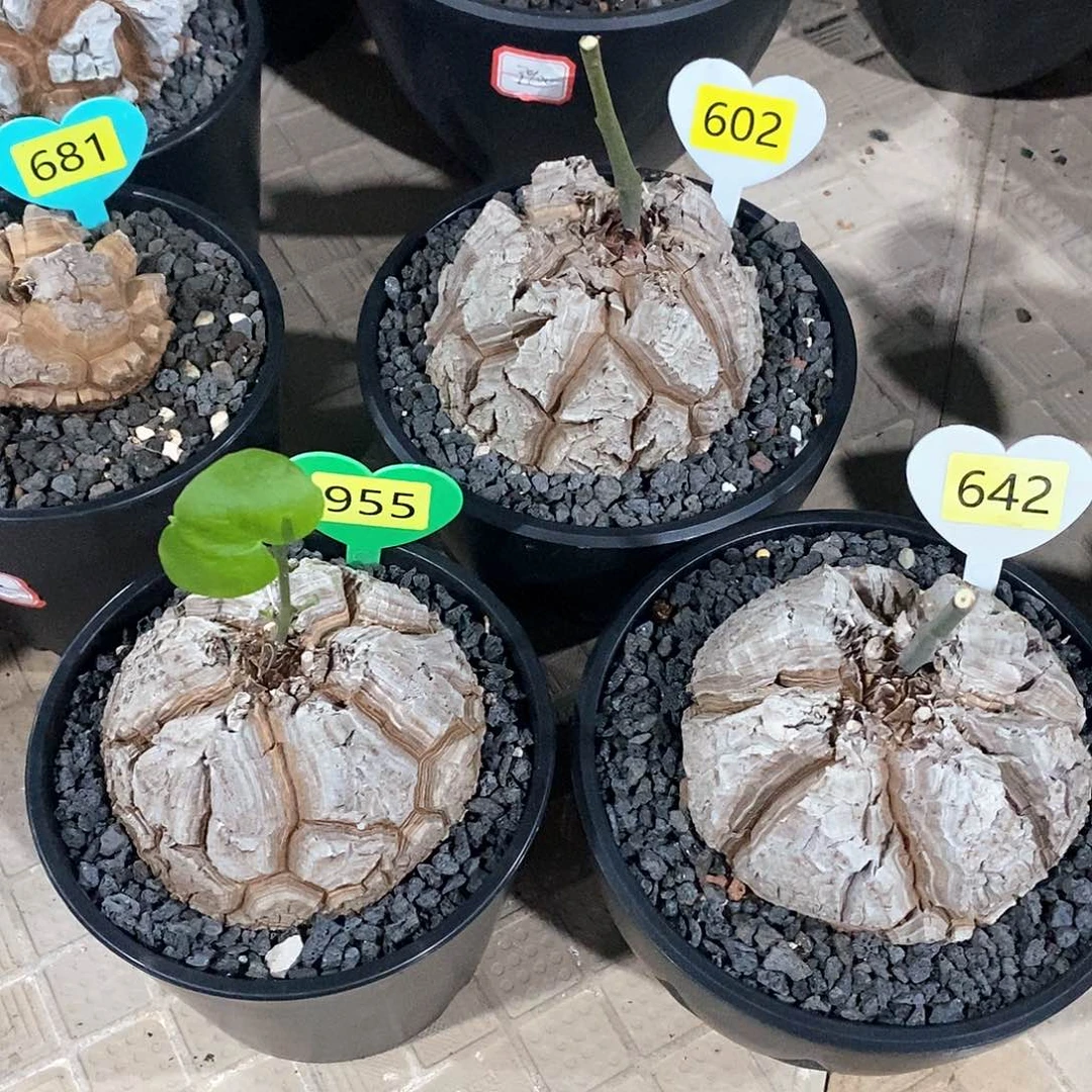 微***忆南非龟甲龙龟甲龙