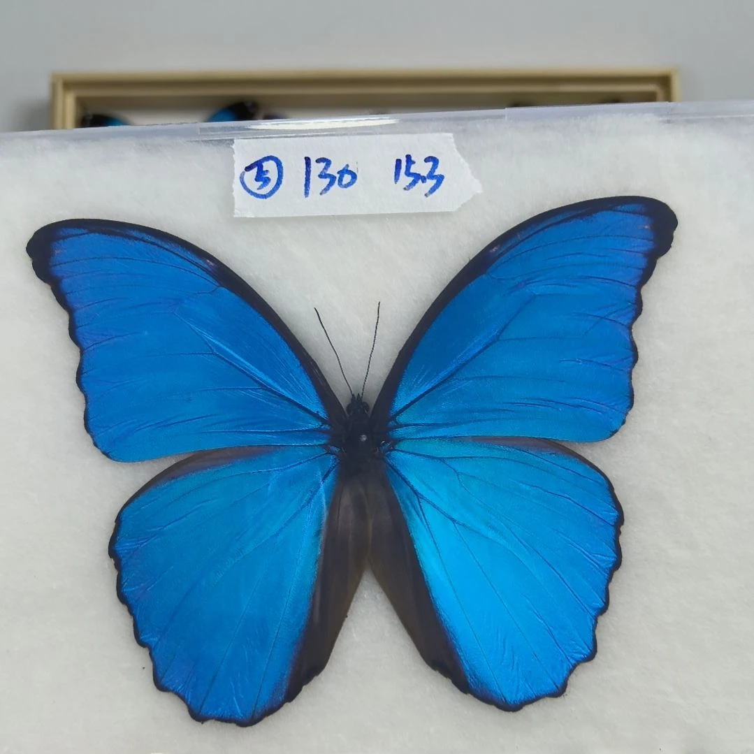 真蝴蝶标本一物一拍