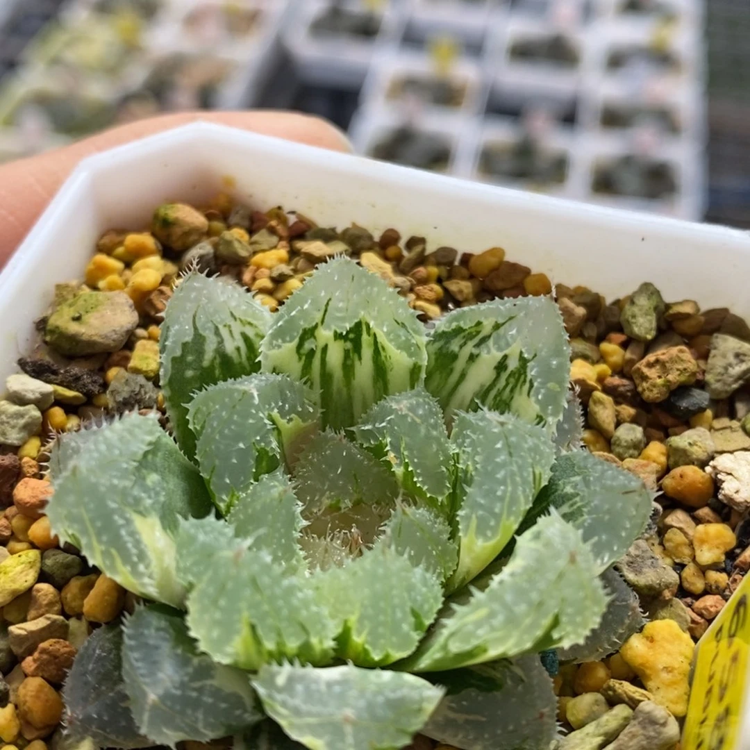 658号玄冰玉露锦锦