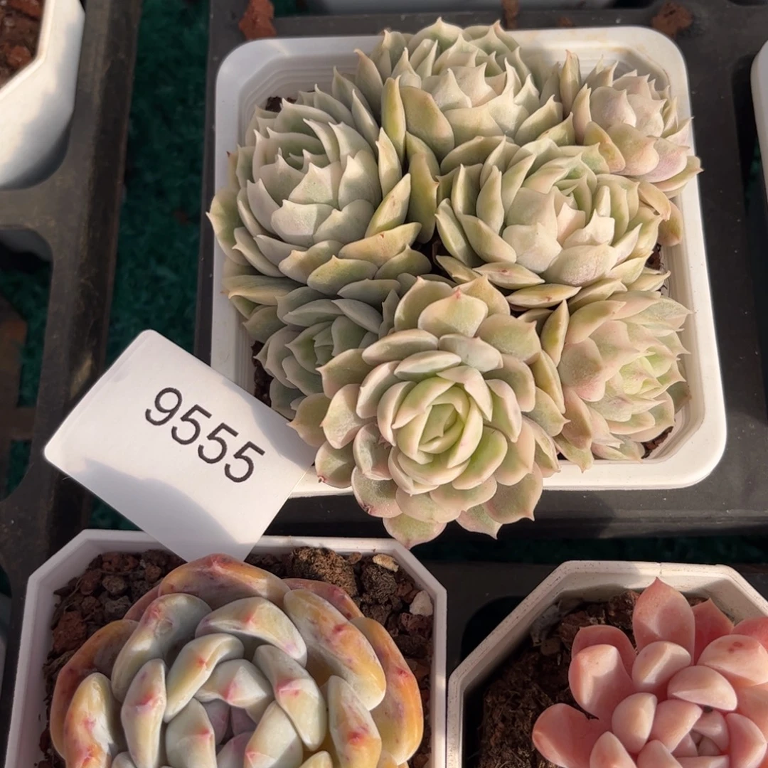 *****9555昂斯诺锦多肉7头裙