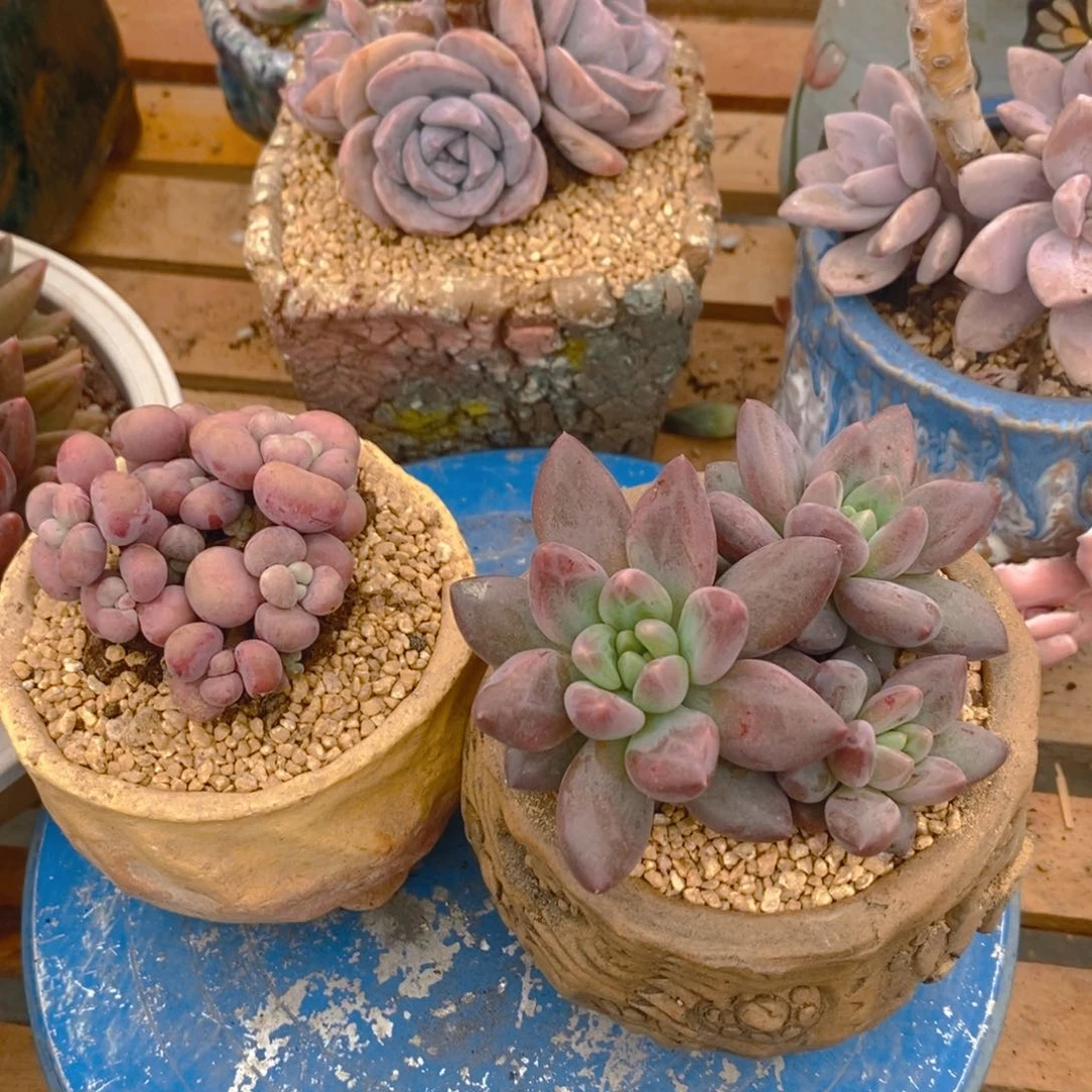 无花朵烟****灰多肉植物肉肉