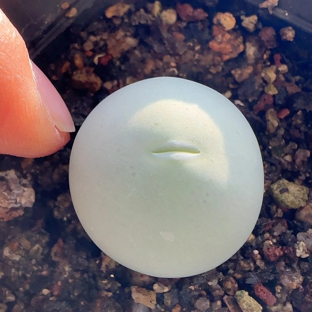 茳**姐28包邮脱土发货26543