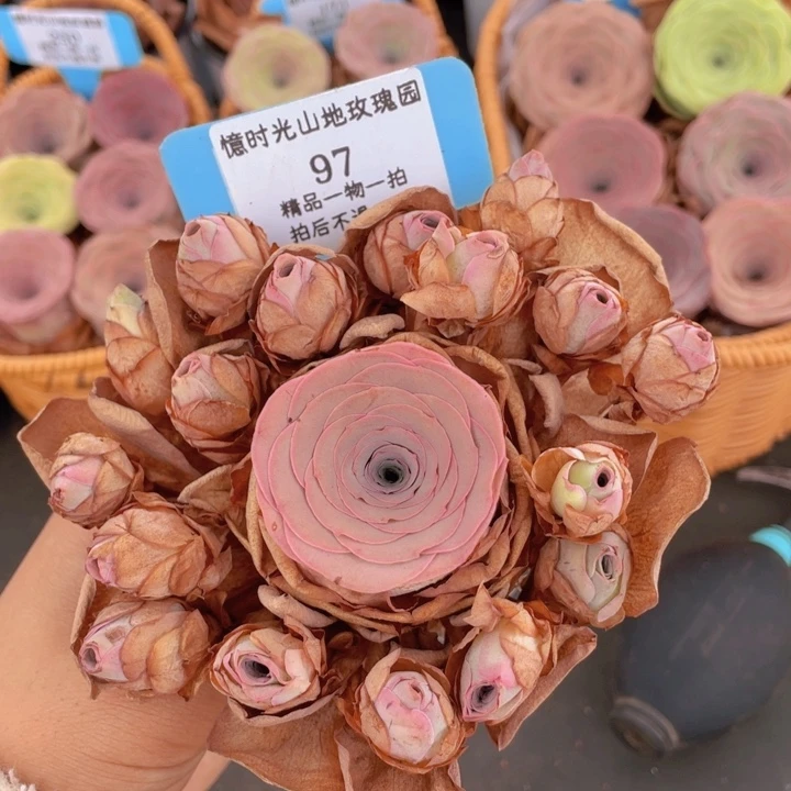 山地玫瑰97裸根发货不售后