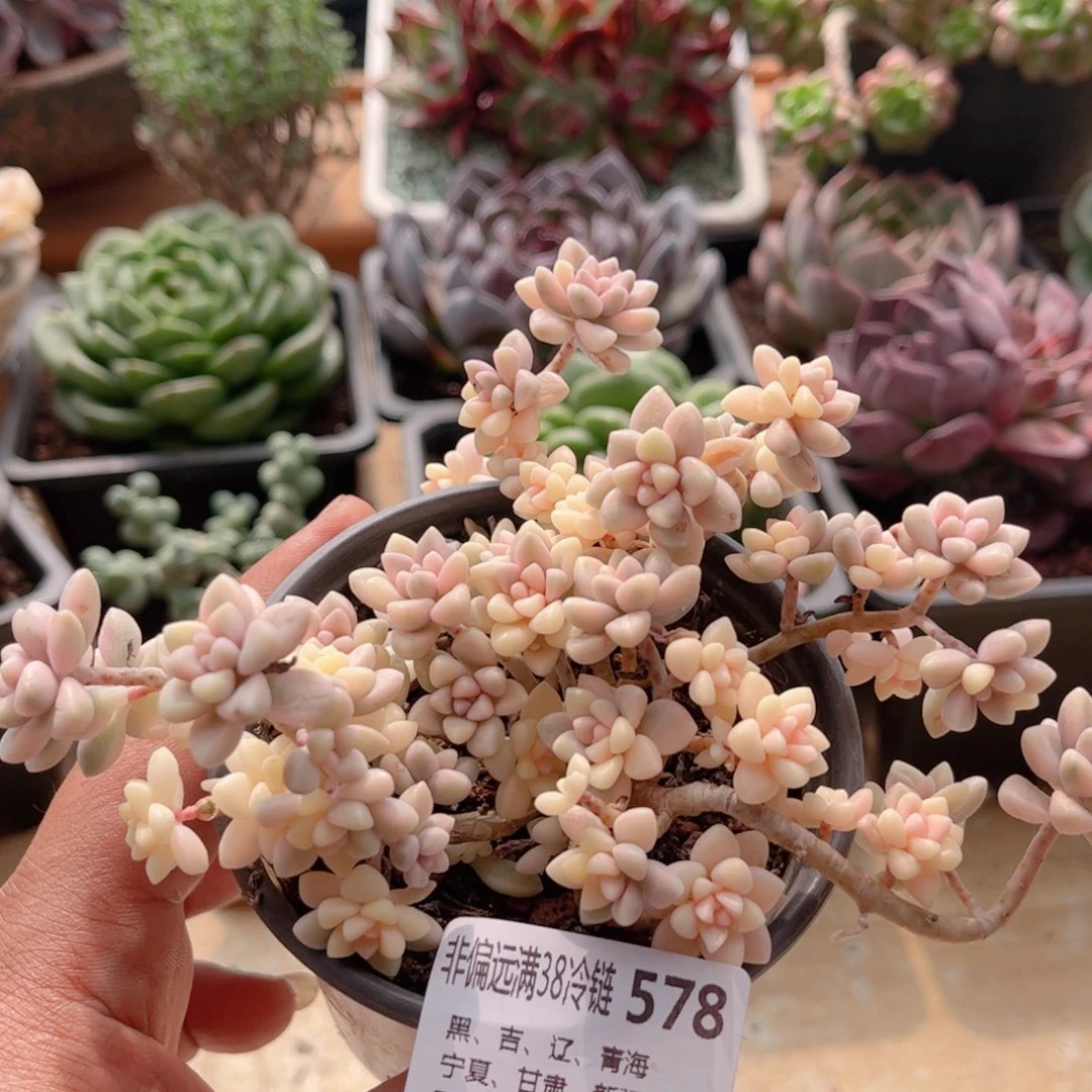 578姬秋丽锦德华多肉