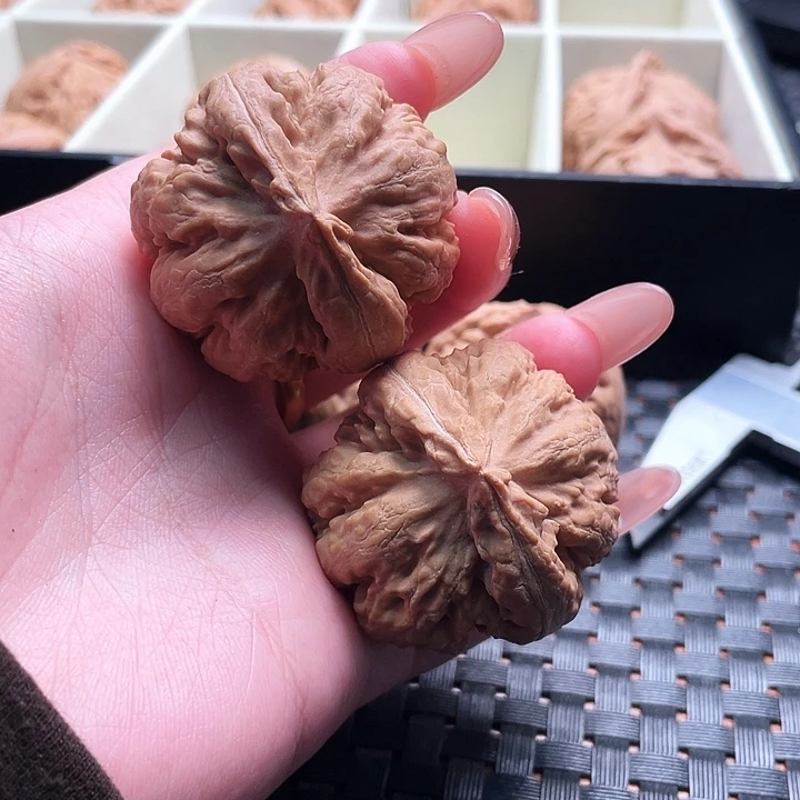 空***雨霸王龙核桃尺寸40
