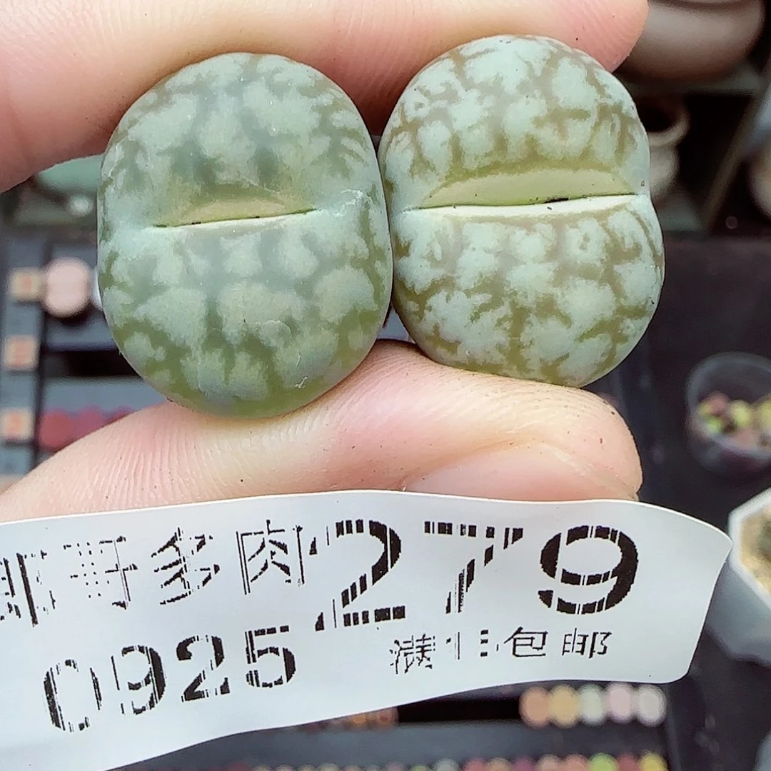 满满18包邮0925-279