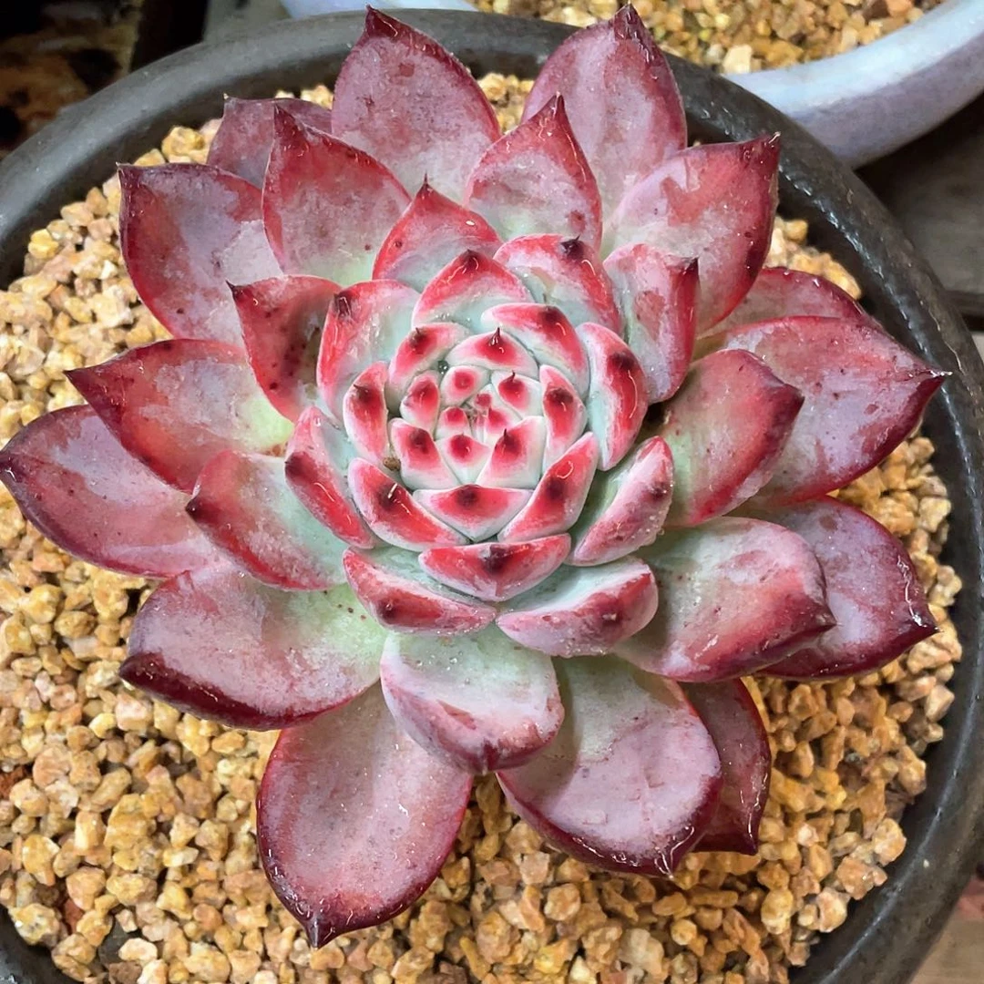 多肉植物一物一拍